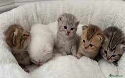 British Shorthair cats for sale: British shorthair kittens  - Image 11