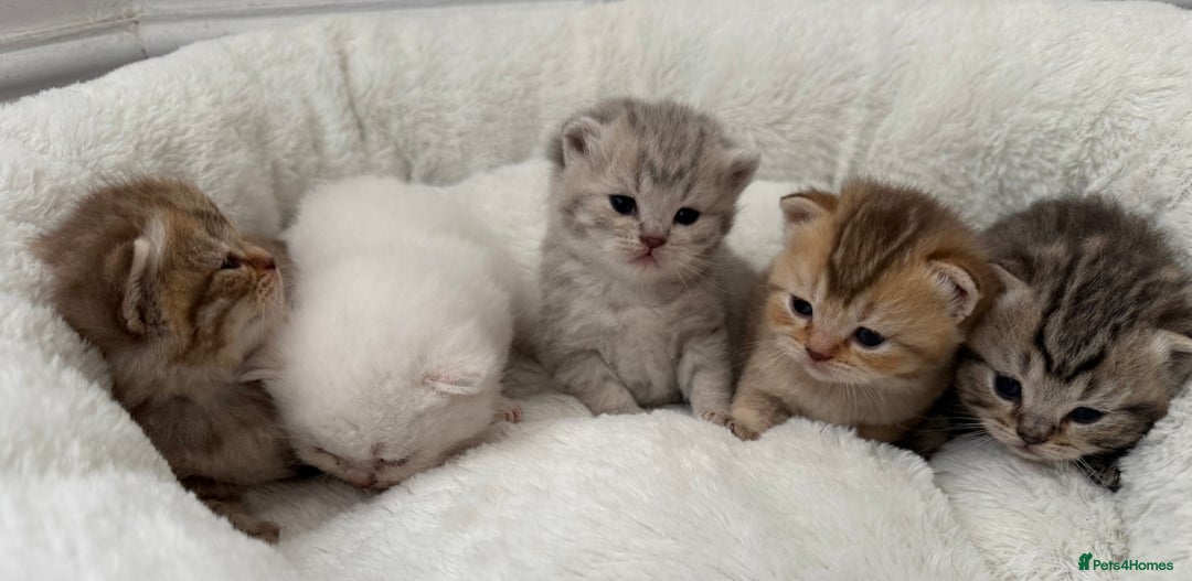 British Shorthair cats for sale: British shorthair kittens  - Image 11