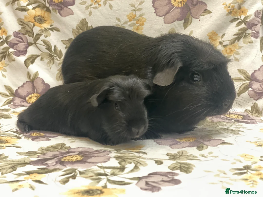 Guinea Pig rodents for sale: Mum and baby daughter pair available  - Advert 2