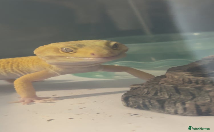 Leopard Gecko reptiles - Advert 3
