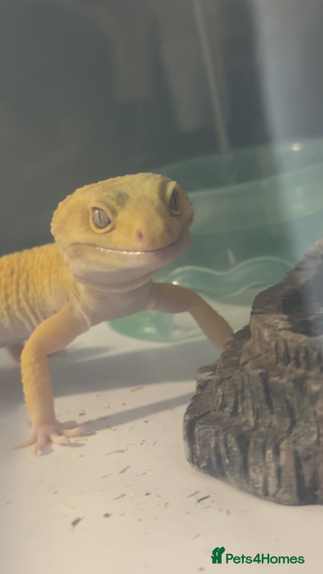 Leopard Gecko reptiles for sale: TANGERINE RAINWATER LEOPARD GECKO  - Image 1