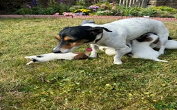 Jack Russell dogs for sale: Pedigree Jack Russell Puppies  - Image 9