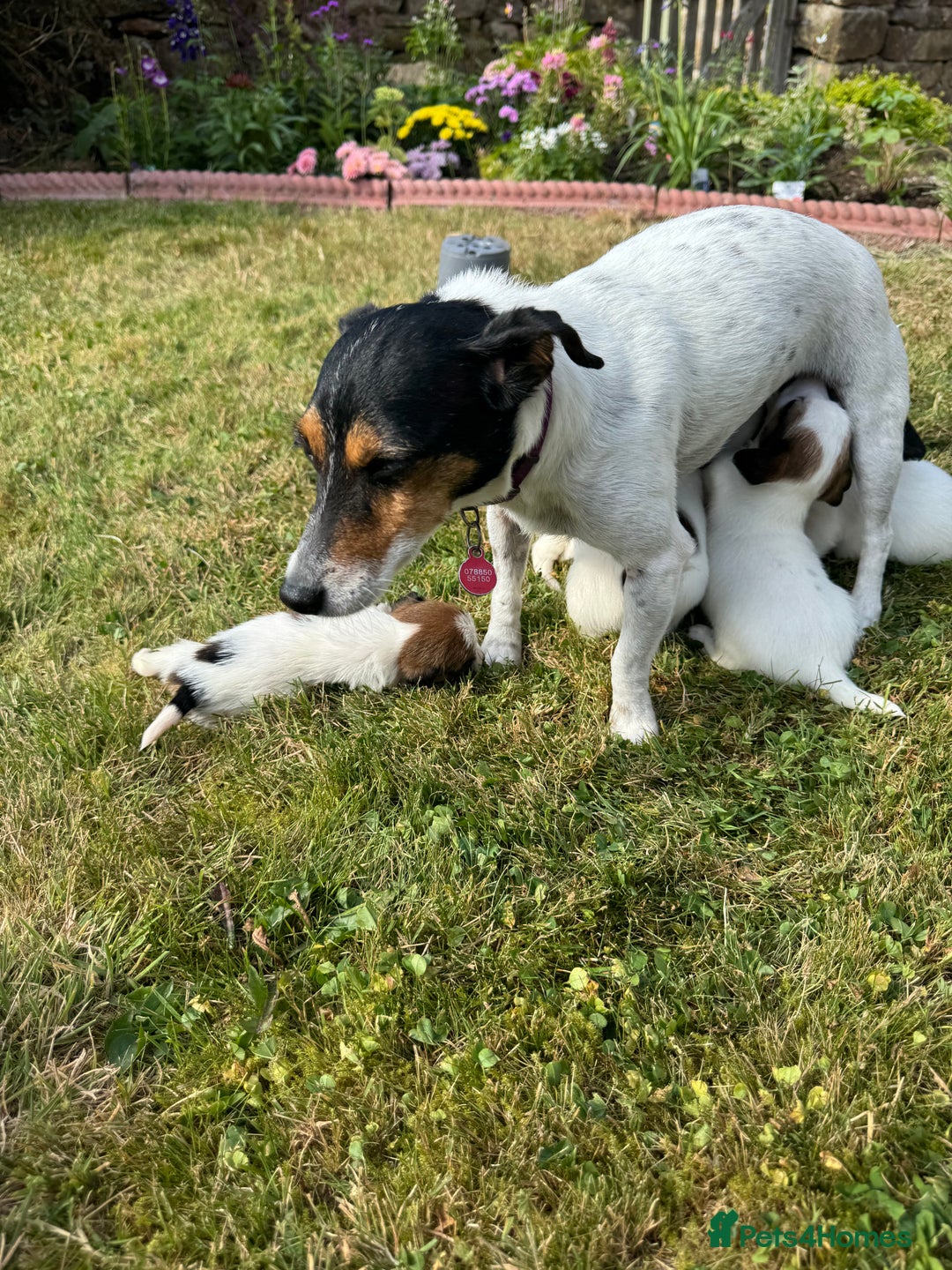Jack Russell dogs for sale: Pedigree Jack Russell Puppies  - Image 9