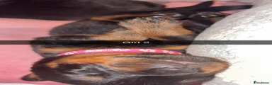 Rottweiler Puppy 6