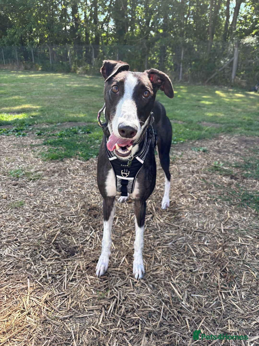 Greyhound dogs for adoption: Bernard - Image 1