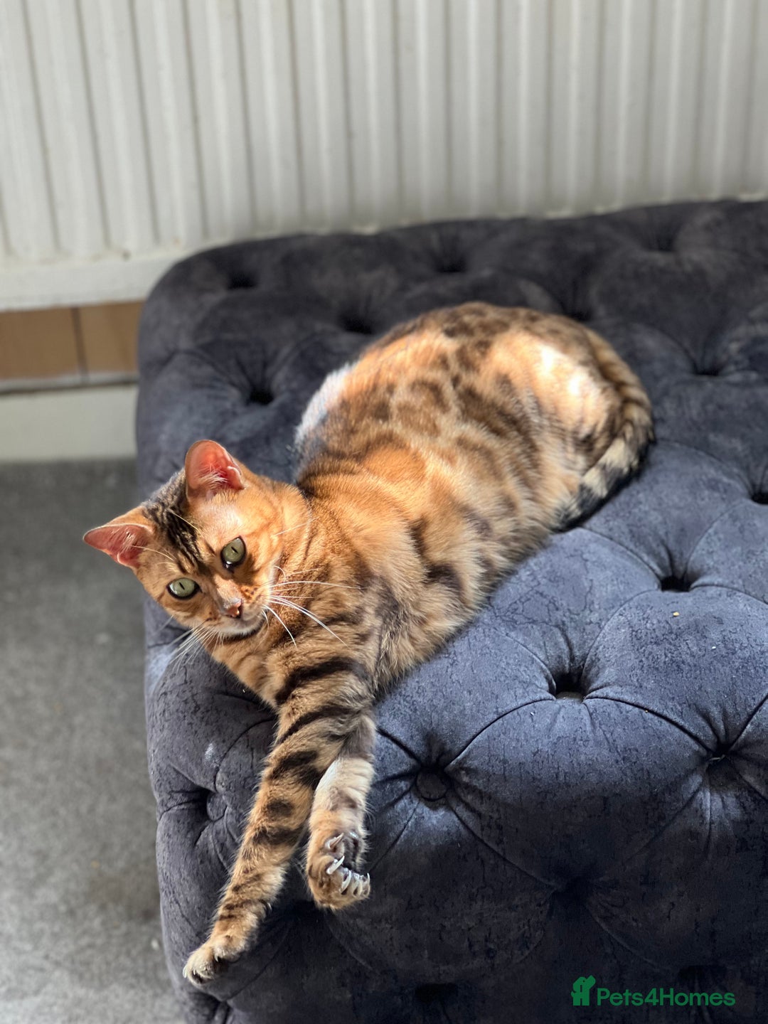 Bengal cats for sale: Bengal cat female - Image 4