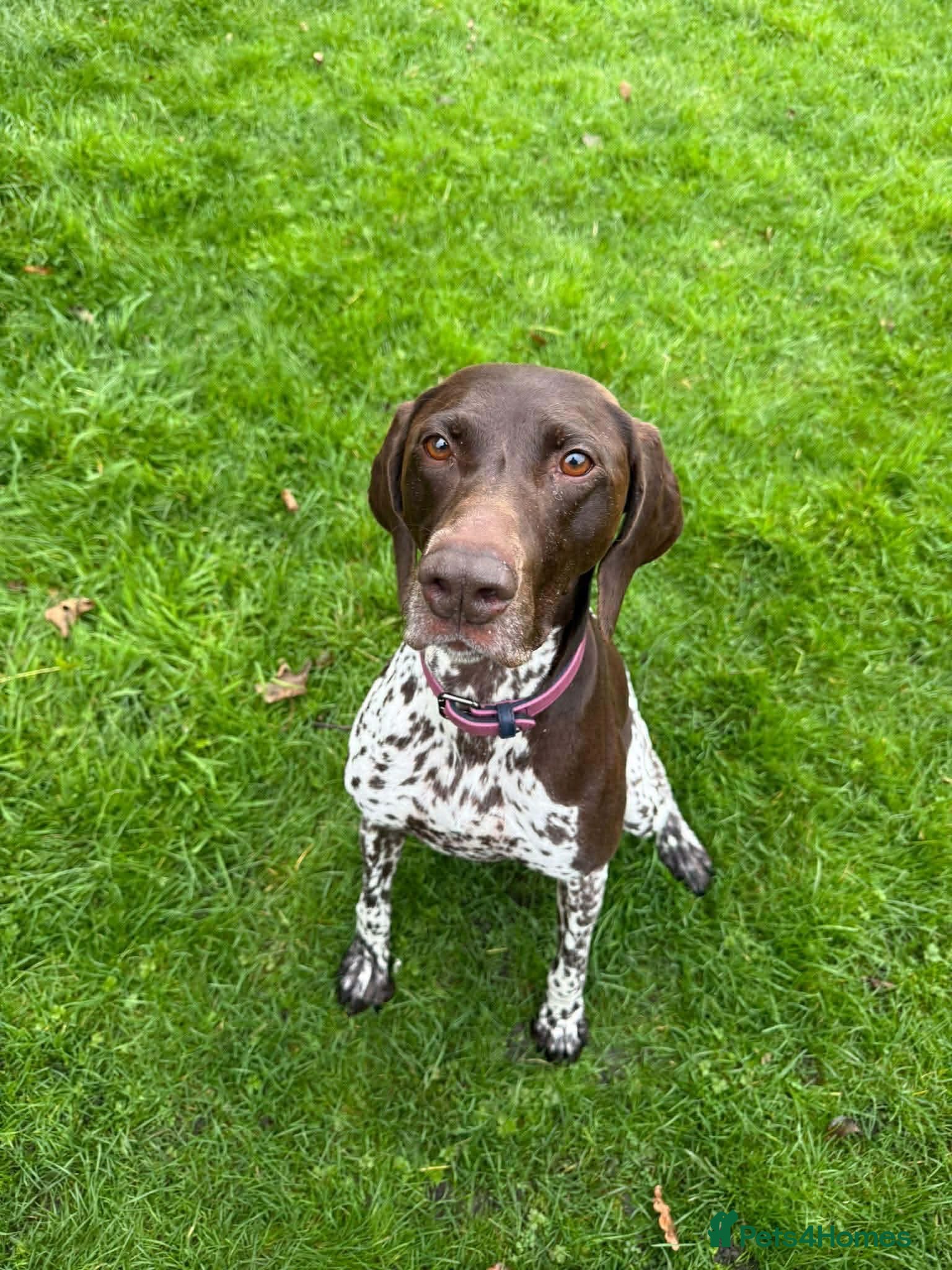 Mixed Breed dogs for adoption: Penelope beautiful GSP - Advert 3