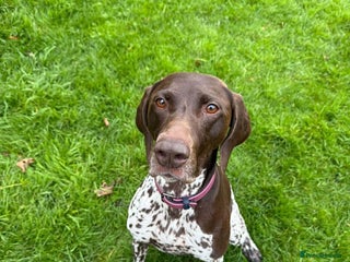 Mixed Breed dogs Penelope beautiful GSP - Advert 1