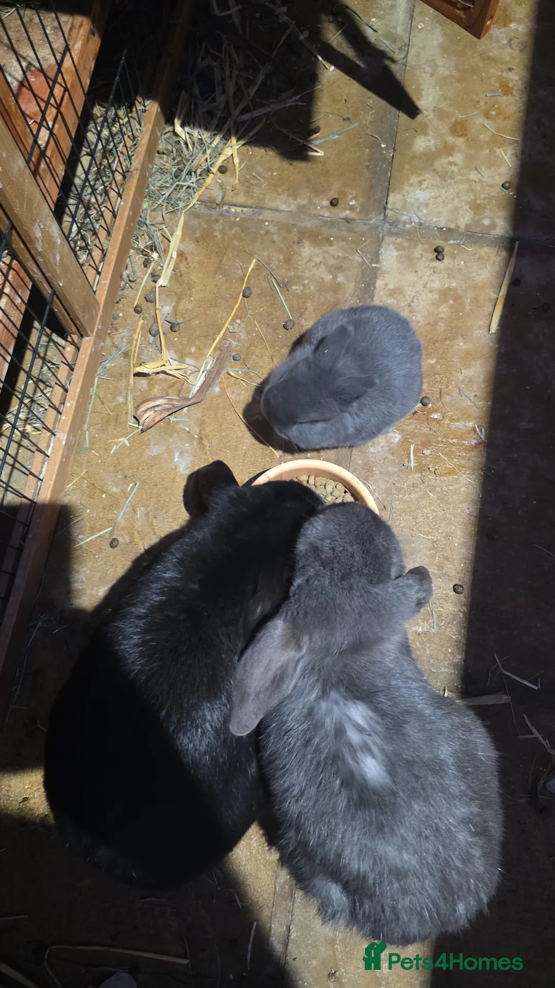 English Lop rabbits for sale: English lops rabbits 2 adults 2 babies - Advert 10
