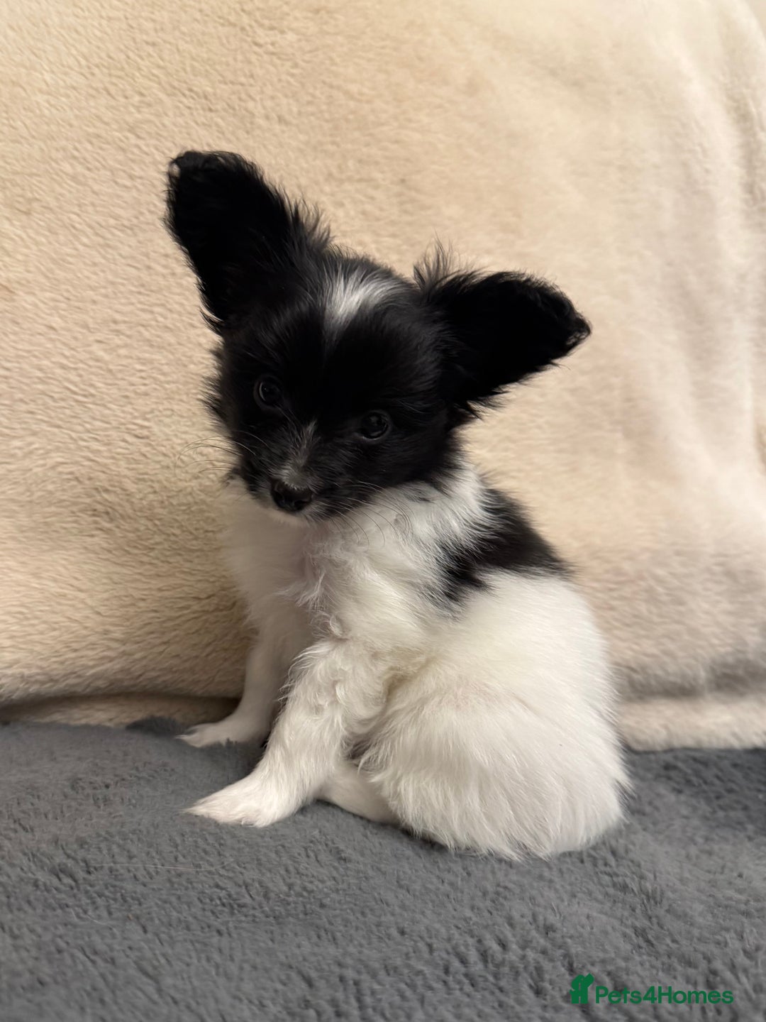 Papillon dogs for sale: Gorgeous litter of Papillon puppies for sale - Advert 18