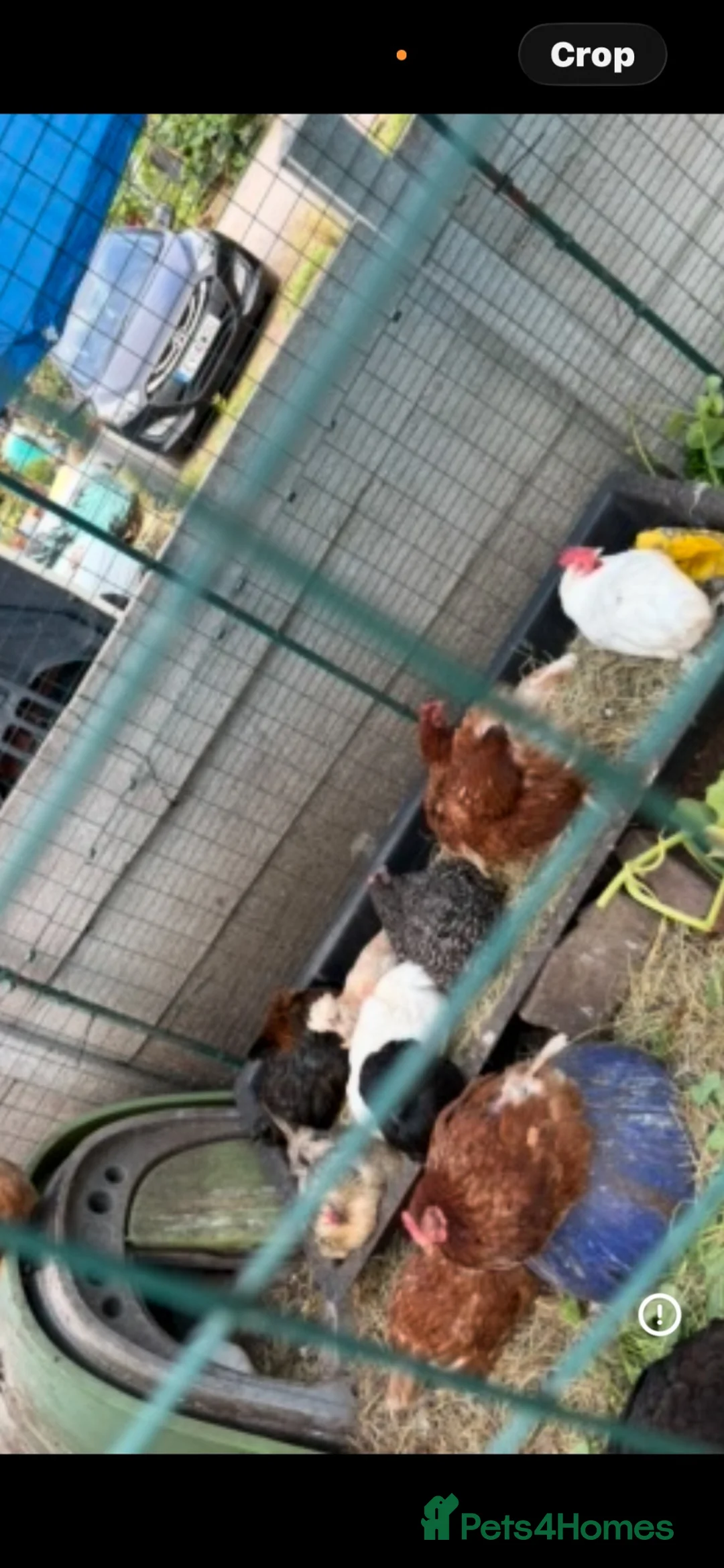 Chickens poultry for sale: Mixed Hens for good homes - Advert 1