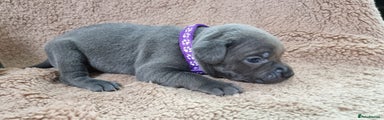 Staffordshire Bull Terrier Puppy 4