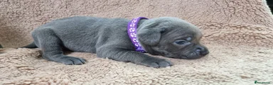 Staffordshire Bull Terrier Puppy 4