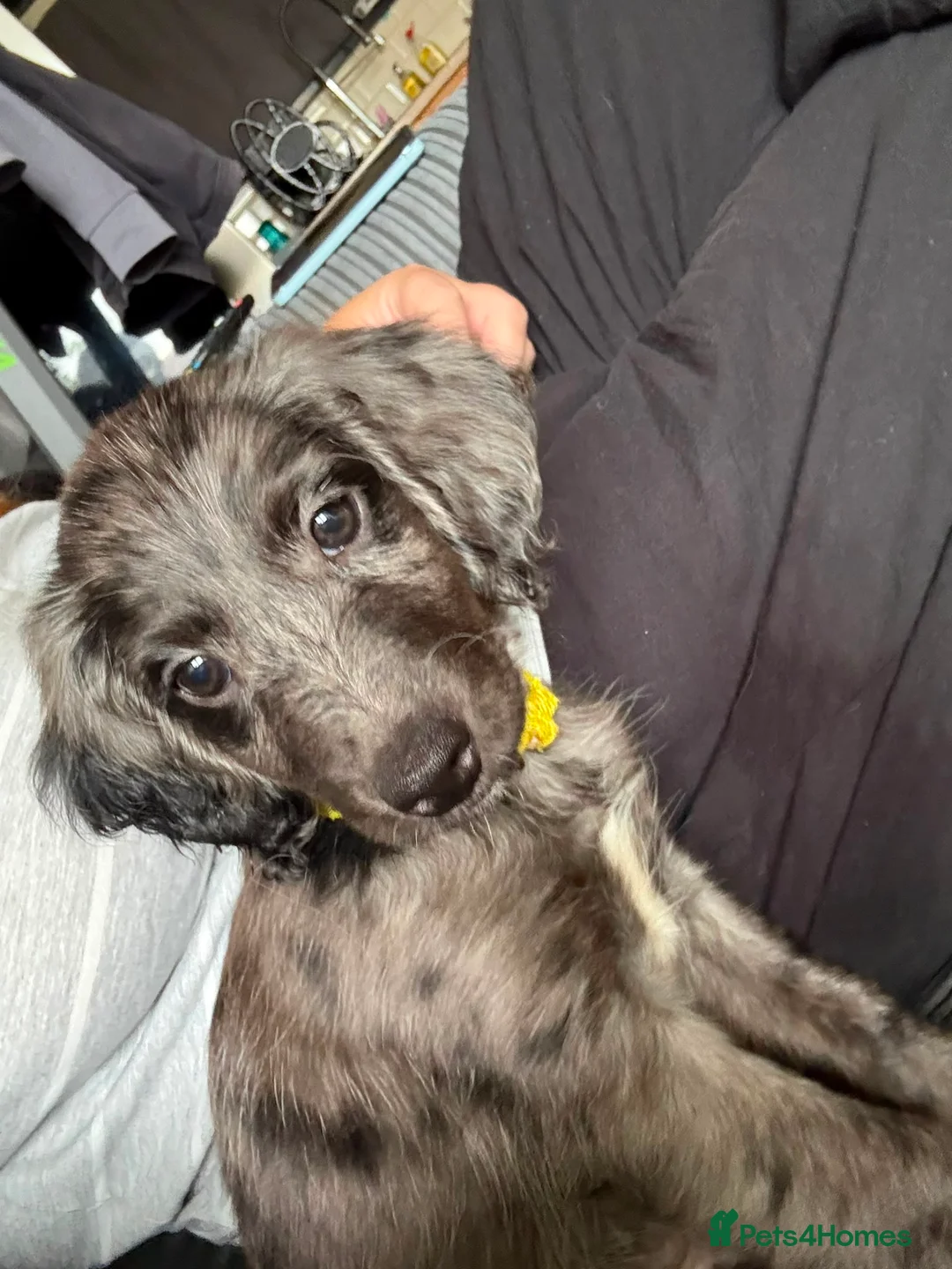 Cockapoo dogs for sale: Female Merle Cockapoo in London - Advert 1