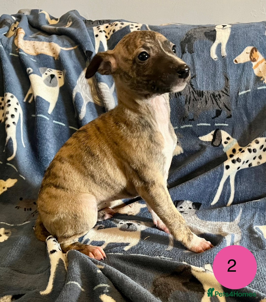 Whippet dogs for sale: KC Reg Whippet Puppies - Advert 5