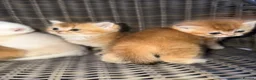 British Shorthair cats for sale: Golden & Silver BSH. 100% Pure pedigree Registered - Advert 11