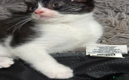 Mixed Breed cats for sale: Playful Kittens 🐾 (Please Read Description) - Image 10