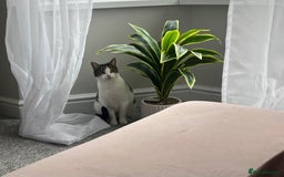 Domestic Shorthair cats for sale: Two beautiful cats looking for a new loving home. - Advert 15