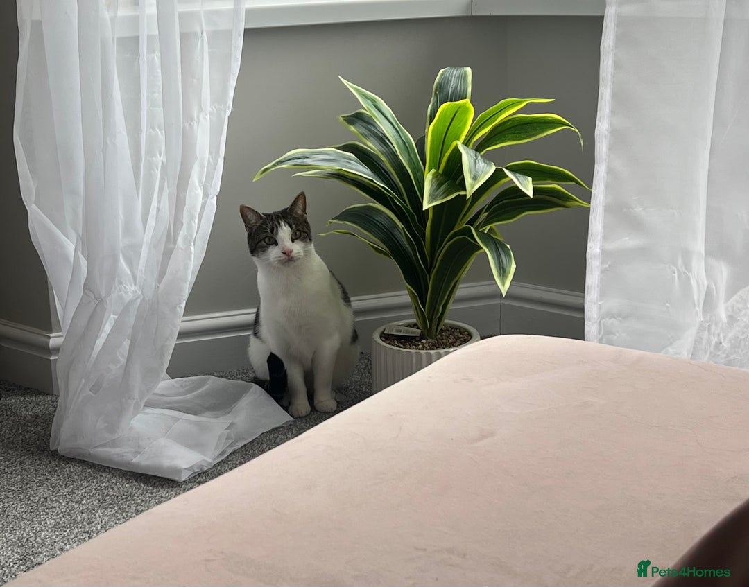 Domestic Shorthair cats for sale: Two beautiful cats looking for a new loving home. - Advert 15