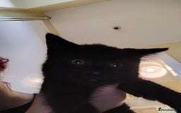 Domestic Shorthair cats for sale: 3 black kitties for sale - Image 2