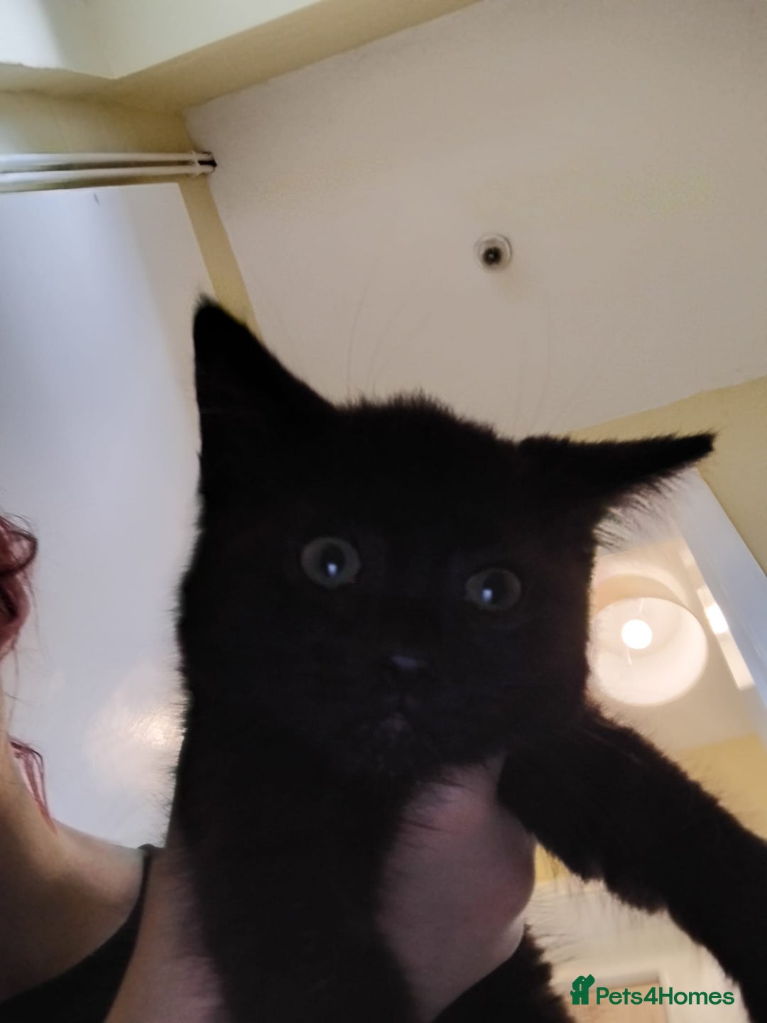 Domestic Shorthair cats for sale: 3 black kitties for sale - Image 2