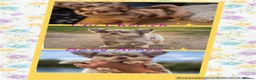 Chihuahua dogs for sale: ✨ CHI ~ CHERISH ✨DNA Tested Parents ✅ ✨ - Advert 3