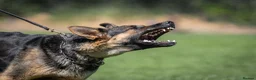 German Shepherd dogs for sale: KC registered GSD dog from old bloodlines  - Advert 4