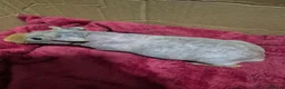 Guinea Pig rodents for sale: Pair of Baby Male Skinny Pigs For Sale  - Advert 12