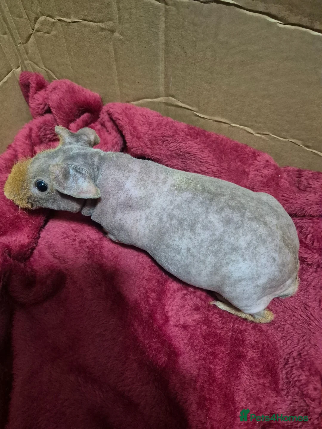 Guinea Pig rodents for sale: Pair of Baby Male Skinny Pigs For Sale  - Advert 12