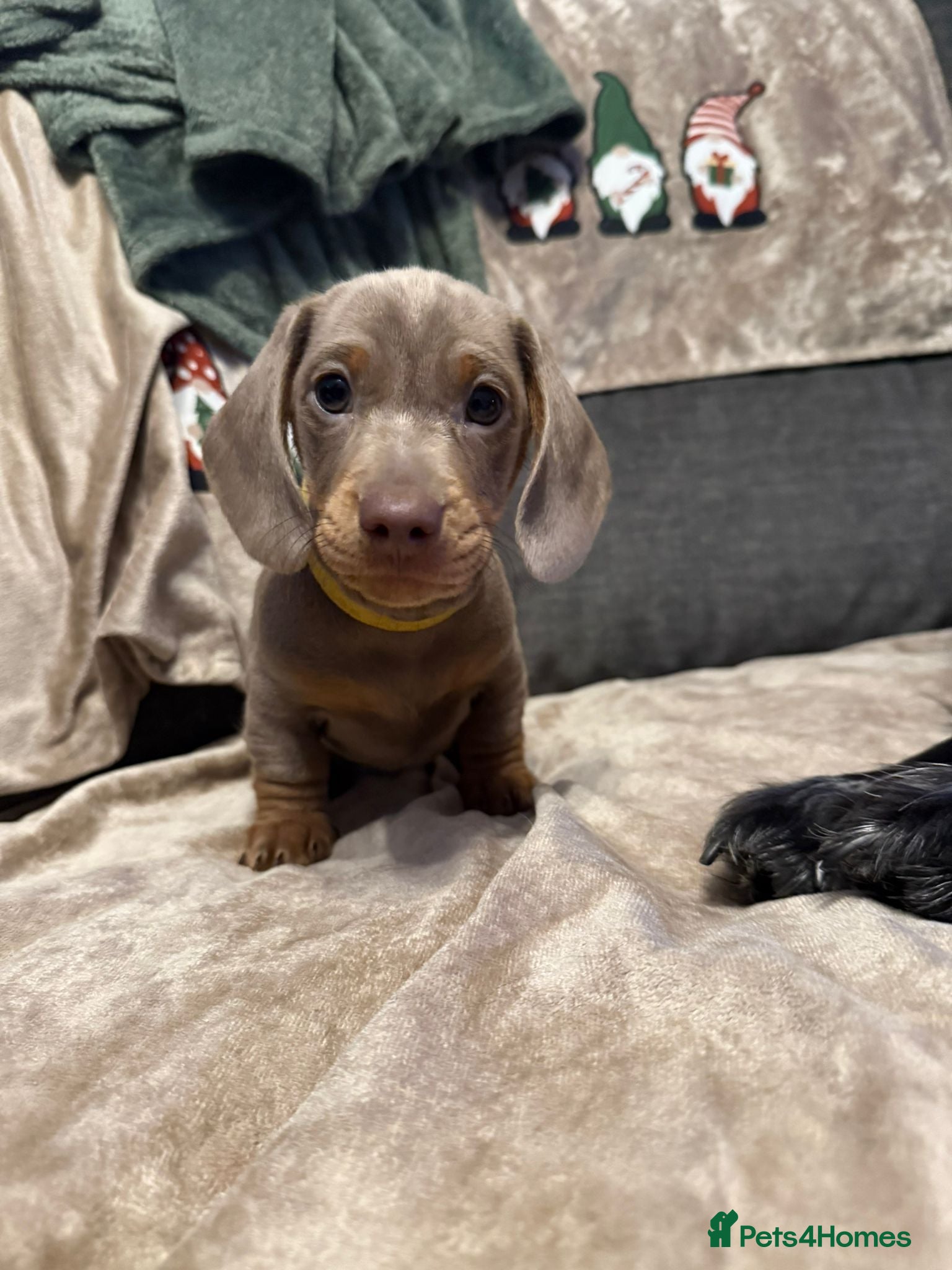 Miniature Dachshund dogs Miniature Dachshund Puppies ready 1st January - Advert 8