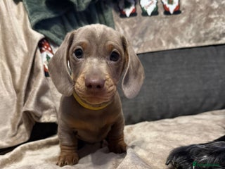 Miniature Dachshund dogs Miniature Dachshund Puppies ready 1st January - Advert 5