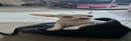 Chihuahua dogs for sale: Chihuahua puppies  in Chelmsford - Advert 2