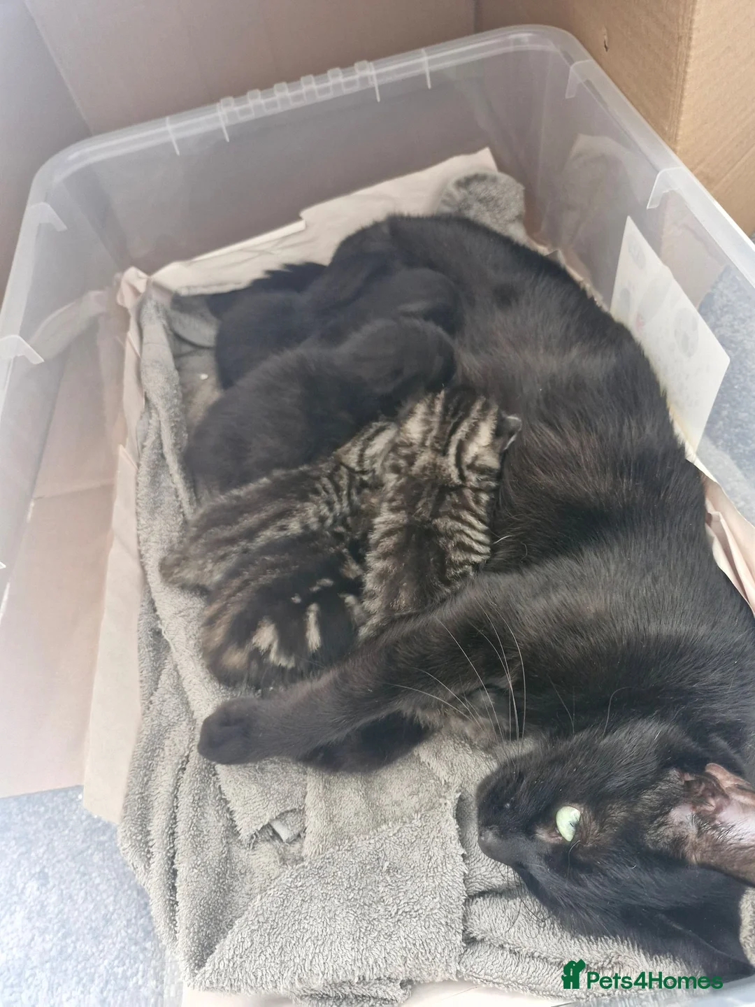 Bengal cats for sale: Bengal Cross Kittens in Larkhall - Advert 1
