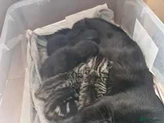 Bengal cats Bengal Cross Kittens (Last 2 remaining!) - Advert 6