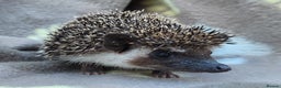 Pygmy Hedgehog rodents for sale: African Pygmy Hedgehog Hoglets  - Advert 9