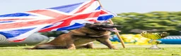 Belgian Shepherd Dog dogs for sale: Pups from world champion CHANCE - Advert 3