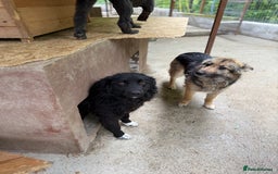 Mixed Breed dogs for adoption: Astra - Friendly girl looking for a home! - Image 6