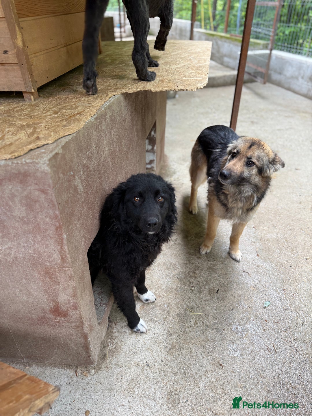 Mixed Breed dogs for adoption: Astra - Friendly girl looking for a home! - Image 6