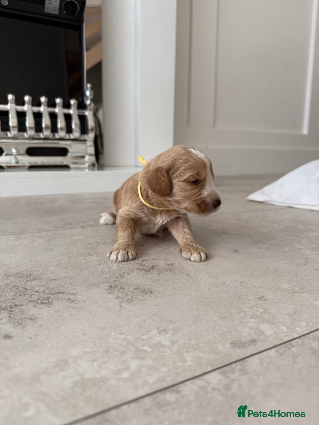 Cockapoo dogs for sale: 8 beautiful F1 cockapoo puppies - Image 10