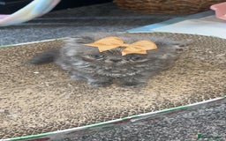 Persian cats for sale: Blue Persian  in Chesterfield - Image 19