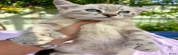 Keetso cats for sale: Polydactyl slight curl eared snow leopard boy  - Advert 13