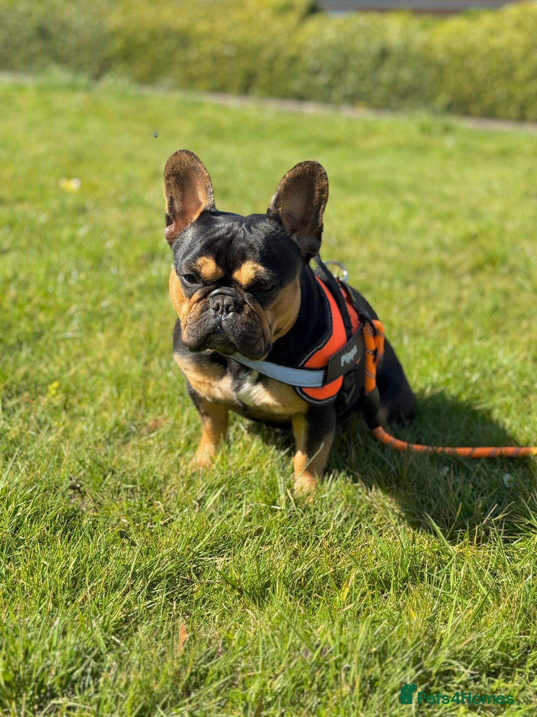 French Bulldog dogs for sale: Kc Registered Quality fluffy Isabella pink 🌟 - Image 8