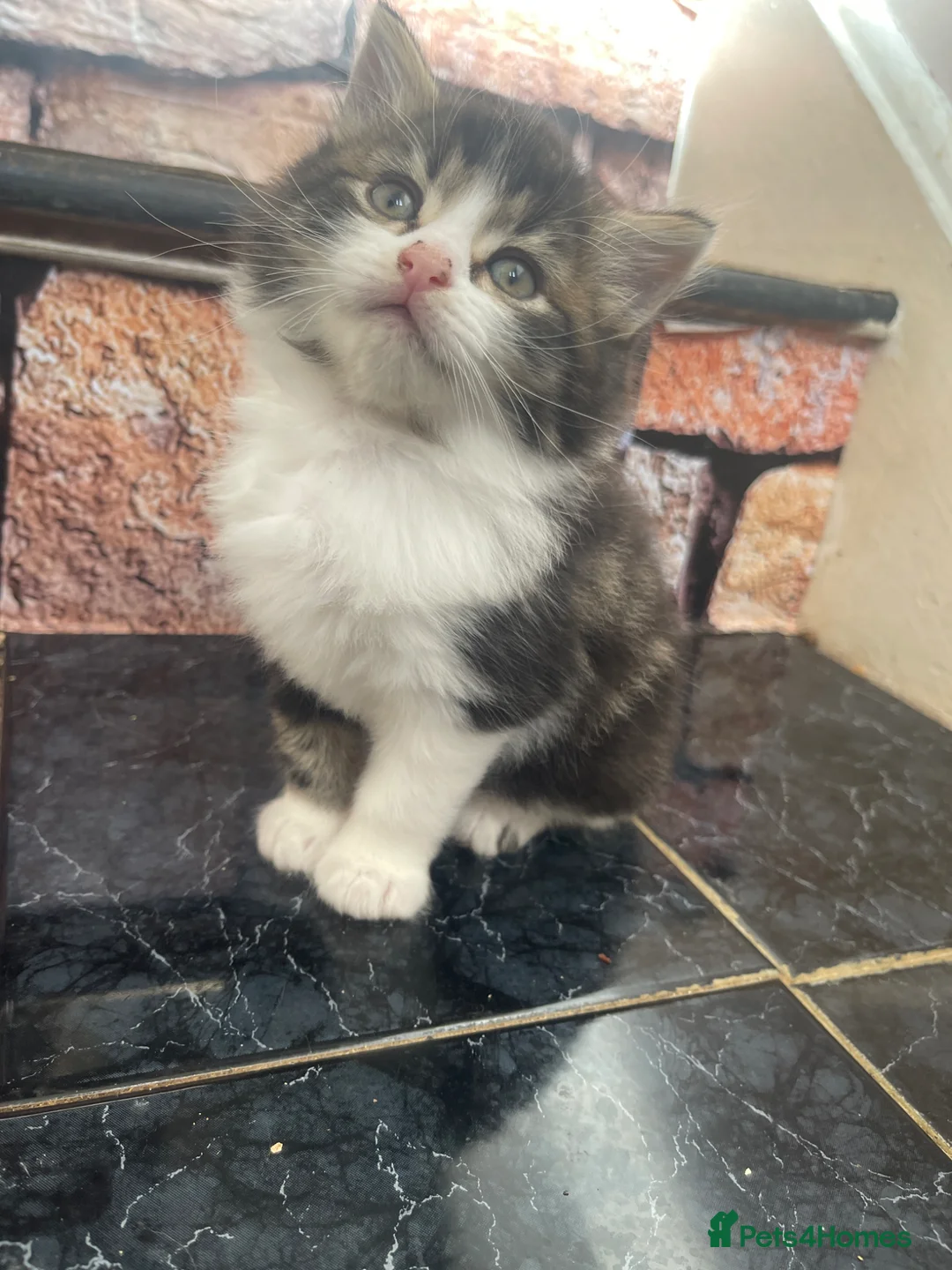 Siberian cats for sale: Siberian Cross kittens in Dudley - Advert 1