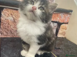 Siberian cats Siberian Cross kittens - Advert 7