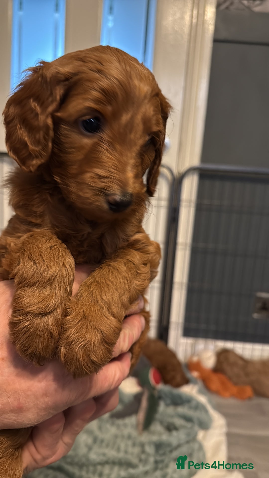 Labradoodle dogs for sale: Gorgeous Red Mini Labradoodles last one - Image 18