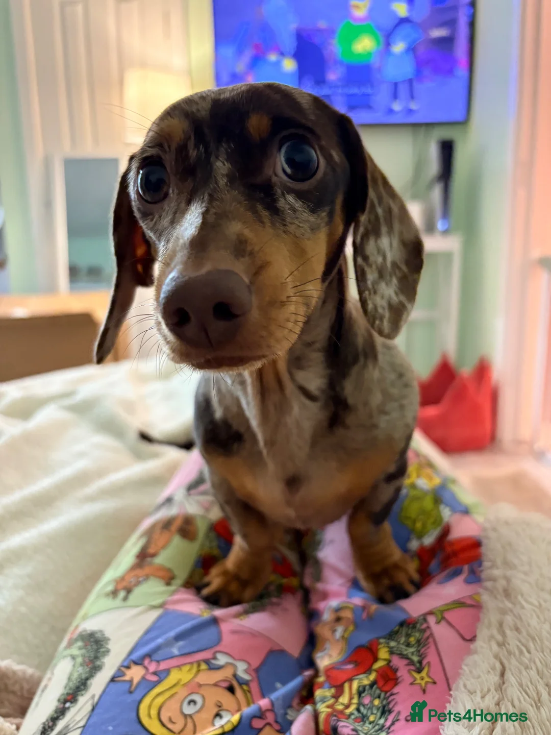 Miniature Dachshund dogs for sale: 2 x miniature dachshunds  in Colchester - Advert 1