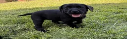 Labrador Retriever dogs for sale: LABRADOR RETRIEVER–HEALTH TESTED, FULLY VACCINATED - Advert 8