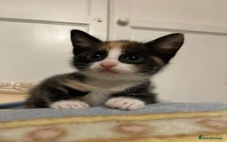 Mixed Breed cats for sale: Beautiful kittens ready for new loving homes  - Advert 18