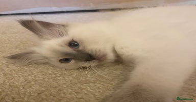 Ragdoll cats - Advert 5