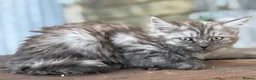 Maine Coon cats for sale: Stunning Maine coon x kitten  - Advert 12